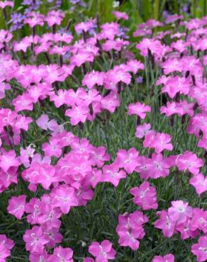 Fotografia 7 da espécie Dianthus gratianopolitanus no Jardim Botânico UTAD