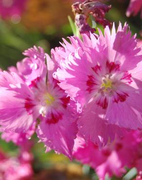 Fotografia 8 da espécie Dianthus gratianopolitanus no Jardim Botânico UTAD