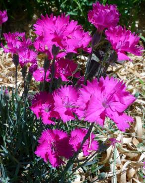 Fotografia 9 da espécie Dianthus gratianopolitanus no Jardim Botânico UTAD