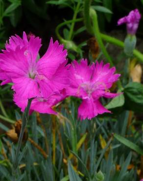 Fotografia 10 da espécie Dianthus gratianopolitanus no Jardim Botânico UTAD