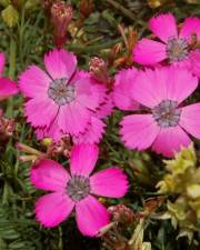 Fotografia da espécie Dianthus pavonius