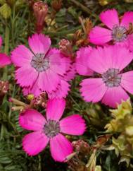 Dianthus pavonius