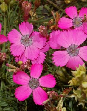 Fotografia 1 da espécie Dianthus pavonius no Jardim Botânico UTAD