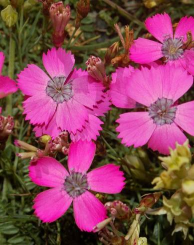 Fotografia de capa Dianthus pavonius - do Jardim Botânico