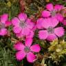 Fotografia 1 da espécie Dianthus pavonius do Jardim Botânico UTAD