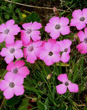 Fotografia 3 da espécie Dianthus pavonius no Jardim Botânico UTAD