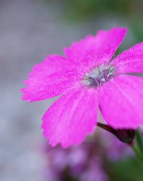 Fotografia 5 da espécie Dianthus pavonius no Jardim Botânico UTAD