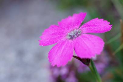 Fotografia da espécie Dianthus pavonius