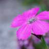 Fotografia 5 da espécie Dianthus pavonius do Jardim Botânico UTAD