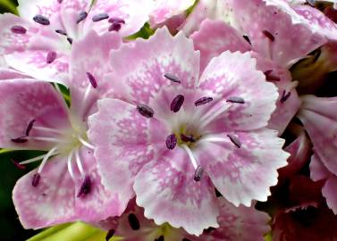 Fotografia da espécie Dianthus plumarius