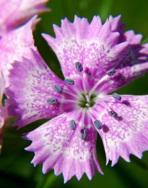 Fotografia 3 da espécie Dianthus plumarius no Jardim Botânico UTAD