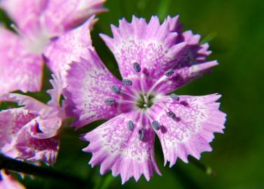 Fotografia da espécie Dianthus plumarius