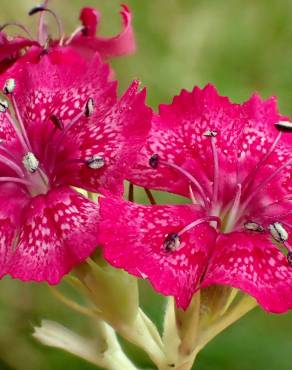 Fotografia 4 da espécie Dianthus plumarius no Jardim Botânico UTAD