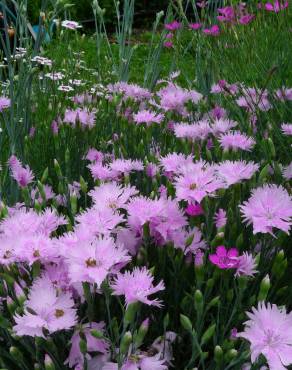 Fotografia 5 da espécie Dianthus plumarius no Jardim Botânico UTAD