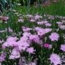 Fotografia 5 da espécie Dianthus plumarius do Jardim Botânico UTAD