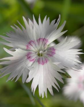 Fotografia 6 da espécie Dianthus plumarius no Jardim Botânico UTAD