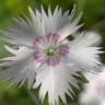 Fotografia 6 da espécie Dianthus plumarius do Jardim Botânico UTAD