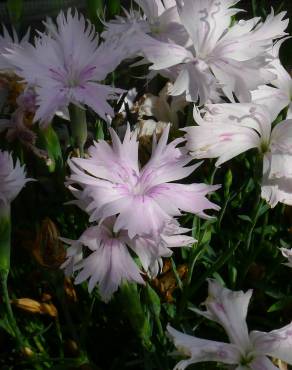 Fotografia 7 da espécie Dianthus plumarius no Jardim Botânico UTAD