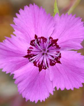 Fotografia 8 da espécie Dianthus plumarius no Jardim Botânico UTAD