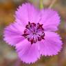 Fotografia 8 da espécie Dianthus plumarius do Jardim Botânico UTAD