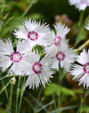 Fotografia 9 da espécie Dianthus plumarius no Jardim Botânico UTAD