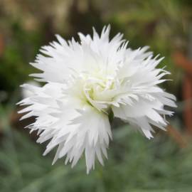 Fotografia da espécie Dianthus plumarius