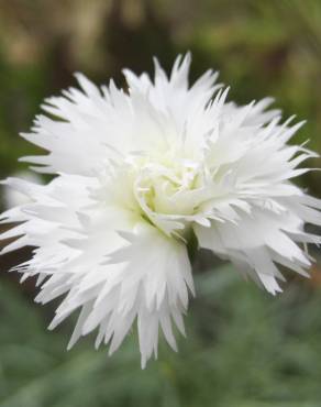 Fotografia 10 da espécie Dianthus plumarius no Jardim Botânico UTAD