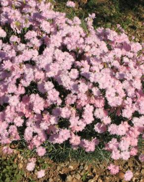 Fotografia 11 da espécie Dianthus plumarius no Jardim Botânico UTAD