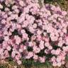 Fotografia 11 da espécie Dianthus plumarius do Jardim Botânico UTAD