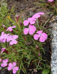 Dianthus glacialis