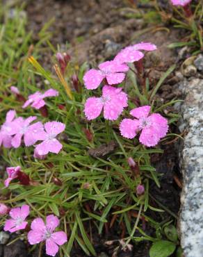 Fotografia 1 da espécie Dianthus glacialis no Jardim Botânico UTAD