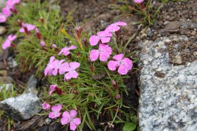 Fotografia da espécie Dianthus glacialis