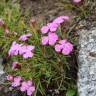 Fotografia 1 da espécie Dianthus glacialis do Jardim Botânico UTAD