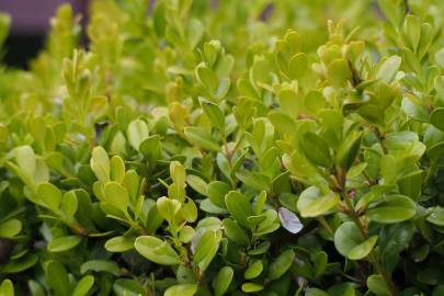 Fotografia da espécie Buxus microphylla