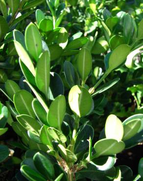 Fotografia 4 da espécie Buxus microphylla no Jardim Botânico UTAD