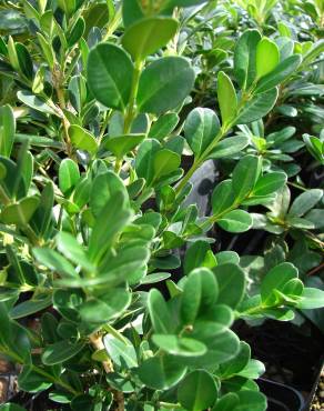 Fotografia 5 da espécie Buxus microphylla no Jardim Botânico UTAD