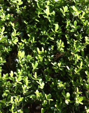 Fotografia 6 da espécie Buxus microphylla no Jardim Botânico UTAD