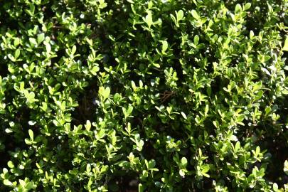 Fotografia da espécie Buxus microphylla