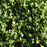 Fotografia 6 da espécie Buxus microphylla do Jardim Botânico UTAD