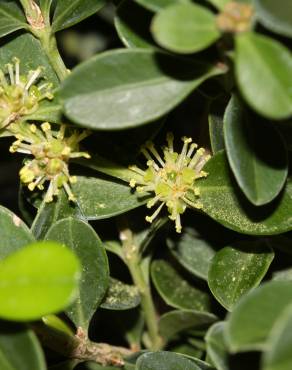 Fotografia 7 da espécie Buxus microphylla no Jardim Botânico UTAD