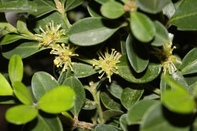 Fotografia da espécie Buxus microphylla