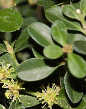 Fotografia 8 da espécie Buxus microphylla no Jardim Botânico UTAD