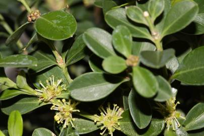 Fotografia da espécie Buxus microphylla