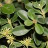 Fotografia 8 da espécie Buxus microphylla do Jardim Botânico UTAD