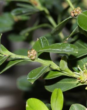 Fotografia 9 da espécie Buxus microphylla no Jardim Botânico UTAD