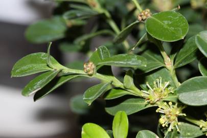 Fotografia da espécie Buxus microphylla