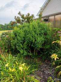 Fotografia da espécie Buxus microphylla