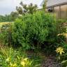 Fotografia 10 da espécie Buxus microphylla do Jardim Botânico UTAD