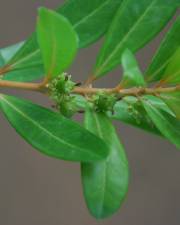 Fotografia da espécie Buxus vahlii