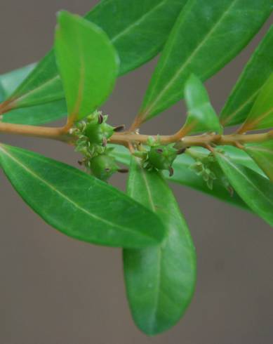 Fotografia de capa Buxus vahlii - do Jardim Botânico